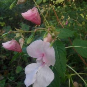 Photographie n°2110885 du taxon Impatiens glandulifera Royle [1833]