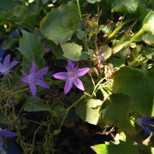 Photographie n°2110899 du taxon Campanula patula L. [1753]