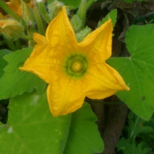 Photographie n°2110912 du taxon Cucurbita pepo L. [1753]