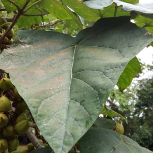 Photographie n°2110942 du taxon Paulownia tomentosa (Thunb.) Steud. [1841]