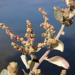 Photographie n°2110956 du taxon Atriplex halimus L. [1753]