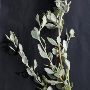 Photographie n°2110976 du taxon Atriplex halimus L. [1753]