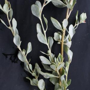 Photographie n°2110977 du taxon Atriplex halimus L. [1753]