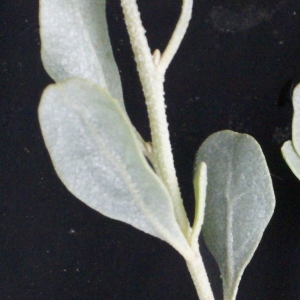 Photographie n°2110978 du taxon Atriplex halimus L. [1753]