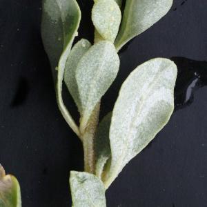 Photographie n°2110983 du taxon Atriplex halimus L. [1753]