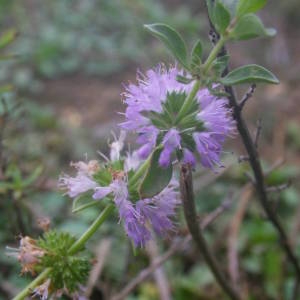 Photographie n°2111050 du taxon Mentha pulegium L. [1753]