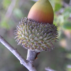 Photographie n°2111103 du taxon Quercus coccifera L. [1753]