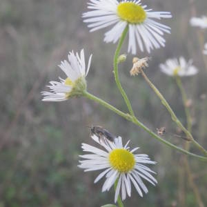 Photographie n°2111106 du taxon Erigeron annuus (L.) Desf. [1804]