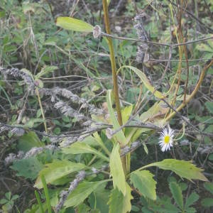 Photographie n°2111107 du taxon Erigeron annuus (L.) Desf. [1804]