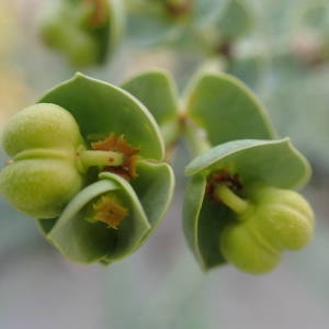 Photographie n°2111116 du taxon Euphorbia paralias L. [1753]