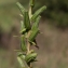  H ETIENNE - Oenothera glazioviana Micheli [1875]