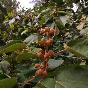 Photographie n°2111143 du taxon Paulownia tomentosa (Thunb.) Steud. [1841]