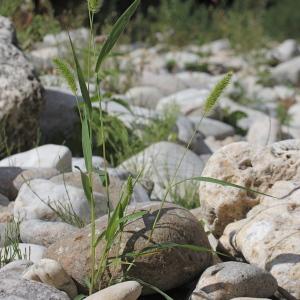 Photographie n°2111207 du taxon Setaria viridis (L.) P.Beauv.