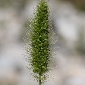 Photographie n°2111208 du taxon Setaria viridis (L.) P.Beauv.
