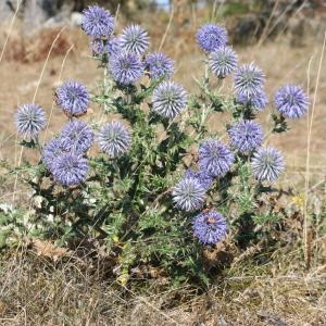 Photographie n°2111229 du taxon Echinops ritro L.