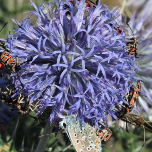 Photographie n°2111234 du taxon Echinops ritro L.