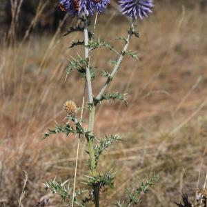 Photographie n°2111235 du taxon Echinops ritro L.