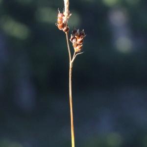 Photographie n°2111302 du taxon Carex liparocarpos Gaudin
