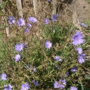 Photographie n°2111332 du taxon Cichorium intybus L. [1753]