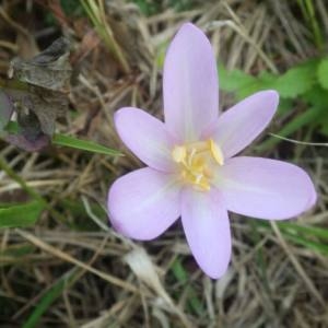 Photographie n°2111336 du taxon Colchicum autumnale L. [1753]