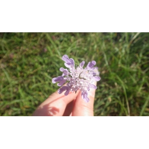 Scabiosa columbaria subsp. suaveolens (Desf. ex DC.) Bonnier & Layens (Scabieuse blanchâtre)