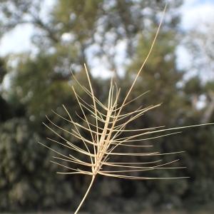 Photographie n°2111368 du taxon Taeniatherum caput-medusae (L.) Nevski [1934]