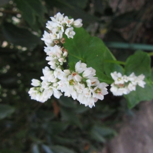 Photographie n°2111375 du taxon Fagopyrum esculentum Moench [1794]
