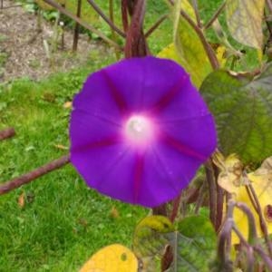 Photographie n°2111469 du taxon Ipomoea purpurea (L.) Roth [1787]