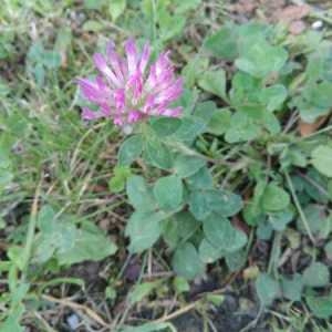 Photographie n°2111492 du taxon Trifolium pratense L. [1753]