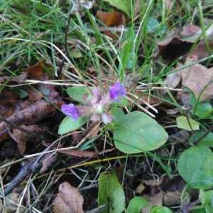 Photographie n°2111495 du taxon Prunella vulgaris L. [1753]