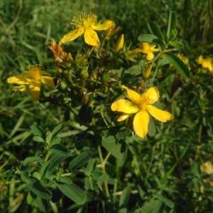 Photographie n°2111499 du taxon Hypericum perforatum L. [1753]