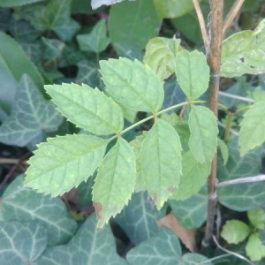 Photographie n°2111505 du taxon Fraxinus excelsior L. [1753]