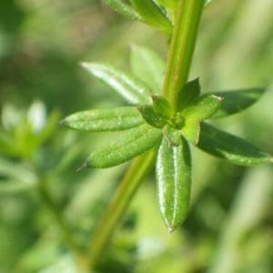 Photographie n°2111528 du taxon Galium mollugo L. [1753]