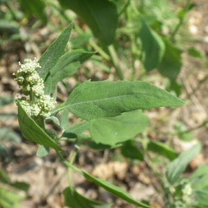 Photographie n°2111541 du taxon Persicaria lapathifolia (L.) Delarbre [1800]