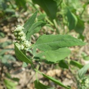 Photographie n°2111542 du taxon Persicaria lapathifolia (L.) Delarbre [1800]