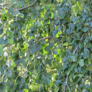 Photographie n°2111626 du taxon Fagus sylvatica f. pendula (Lodd. ex Loudon) Scheele