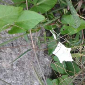 Photographie n°2111703 du taxon Convolvulus sepium L. [1753]