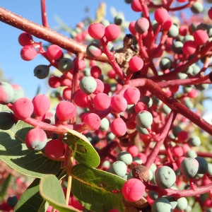 Photographie n°2111807 du taxon Pistacia terebinthus L. [1753]