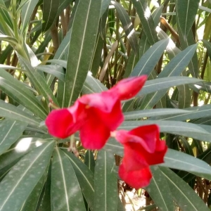 Photographie n°2111810 du taxon Nerium oleander L. [1753]