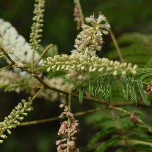 Photographie n°2111848 du taxon Acacia ataxacantha DC.