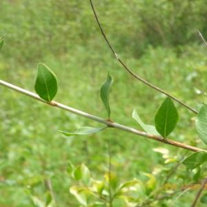 Photographie n°2111905 du taxon Lawsonia inermis L.