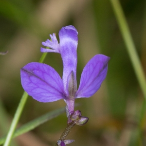 Photographie n°2111976 du taxon Polygala vulgaris L. [1753]