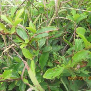  - Feretia apodanthera subsp. apodanthera 