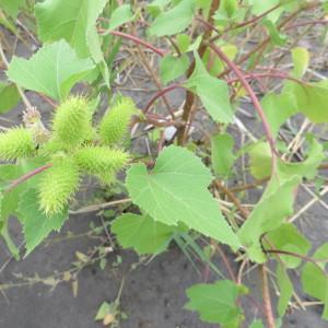 Photographie n°2112032 du taxon Xanthium orientale subsp. italicum (Moretti) Greuter [2003]