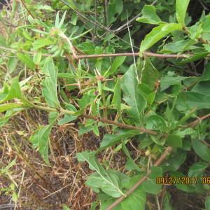  - Feretia apodanthera subsp. apodanthera 