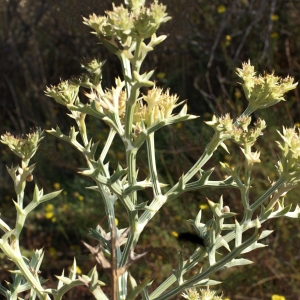 Photographie n°2112036 du taxon Echinophora spinosa L. [1753]