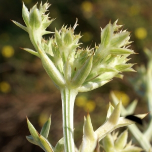 Photographie n°2112042 du taxon Echinophora spinosa L. [1753]