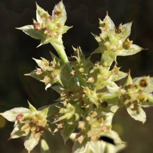 Photographie n°2112046 du taxon Echinophora spinosa L. [1753]