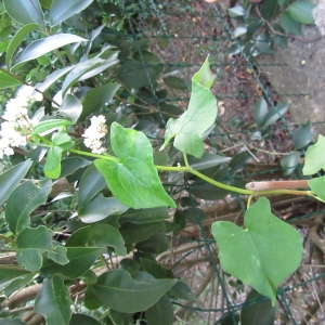 Photographie n°2112063 du taxon Fagopyrum esculentum Moench [1794]