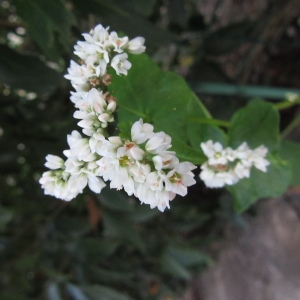 Photographie n°2112064 du taxon Fagopyrum esculentum Moench [1794]
